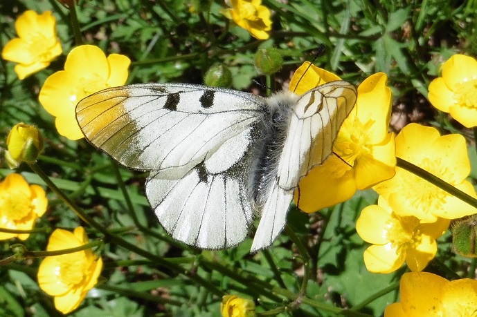 Parnassius mnemosyne